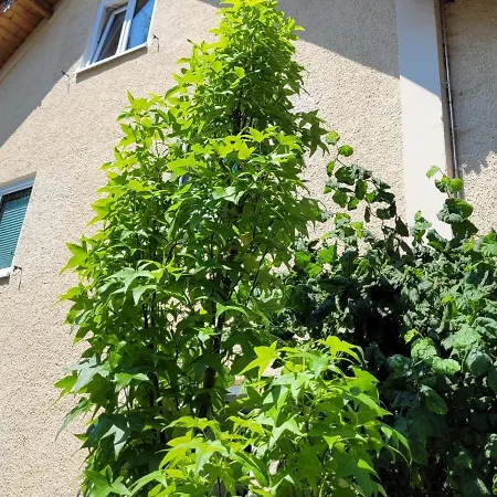Apartment I24rooms - Gaestezimmer Mit Eigenem Garten